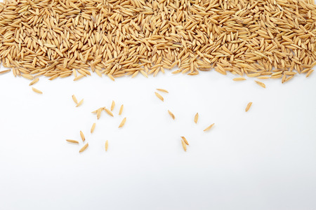 Paddy isolated on white backgroundの写真素材