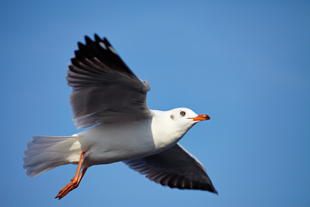 Seagull Flying at gulf of Thailandの写真素材