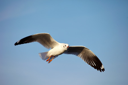 Seagull Flying at gulf of Thailandの写真素材