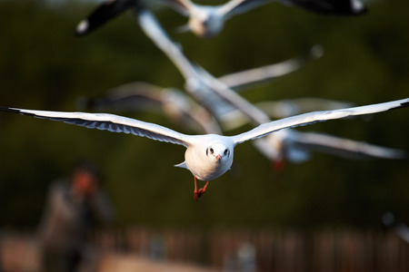 Seagull Flying at gulf of Thailand