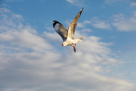 Seagull Flying at gulf of Thailandの写真素材