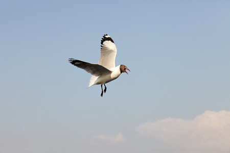 Seagull Flying at gulf of Thailandの写真素材