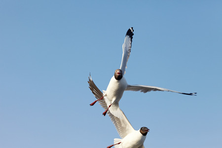 Seagull Flying at gulf of Thailandの写真素材