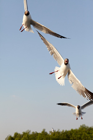 Seagull Flying at gulf of Thailandの写真素材