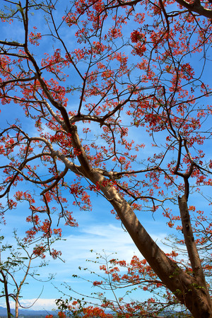 Nature tree and sky in Thailandの写真素材