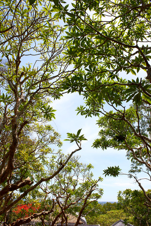 Nature tree and sky in Thailandの写真素材