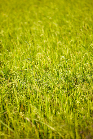 Grass in the ear of rice on field.の写真素材