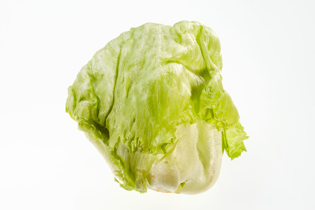 Lettuce isolated on white backgroundの写真素材