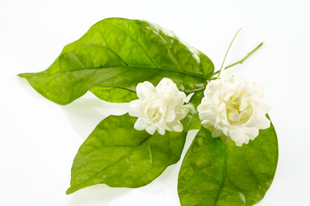 Jasmine and leaf isolated on white background.の写真素材