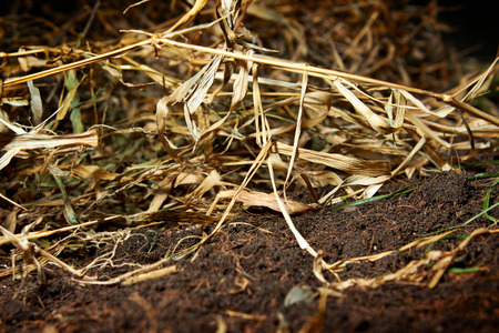 Dried weed on groundの写真素材