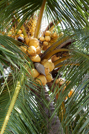 Yellow coconut tree in Thailandの写真素材