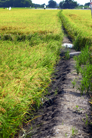 Green rice field in Thailandの写真素材