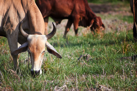 Cow is eating glass in the rice fieldの写真素材