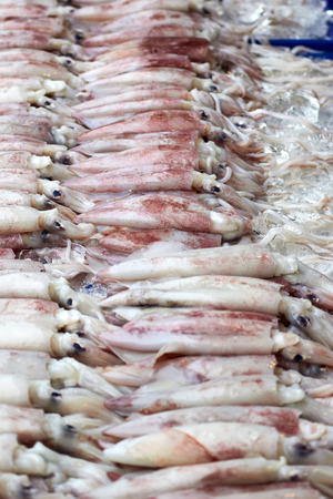 Fresh squid is display for sale in the fresh market.の写真素材