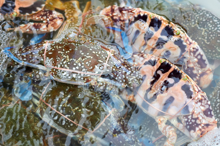 Fresh horse crab is display for sale in the fresh market.の写真素材