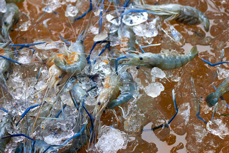 Fresh shrimp is display for sale in the fresh market.の写真素材