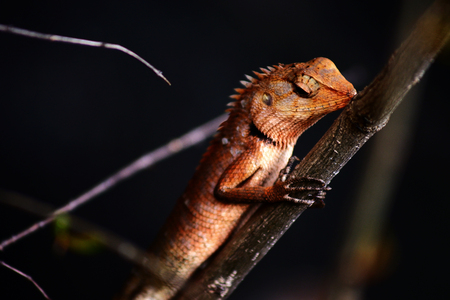 Chameleon is living in the forest with blur backgroundの写真素材