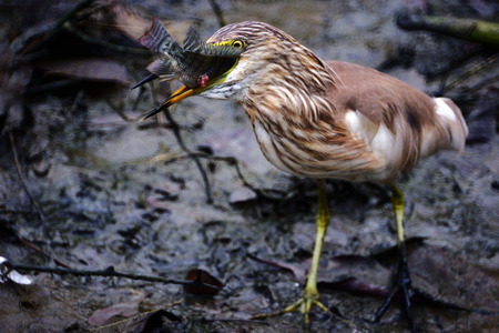 Javan pond heron, Bird is catching a small fish with blur background.の写真素材