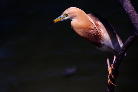 Javan pond heron, Bird is watching for small fish and insect with blur background isolated on black.の写真素材