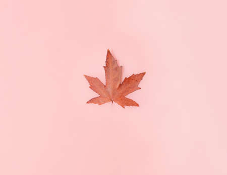 Isolated leaf against pastel pink liquid background. Minimal nature concept. Autumnal theme.の写真素材