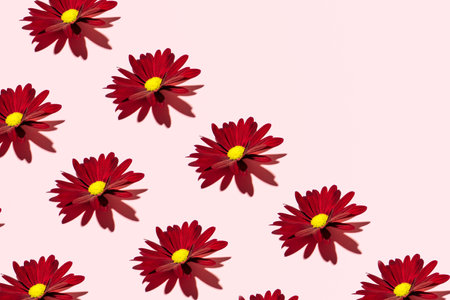 Fresh deep red garden flowers, creative floral pattern on a candy pink background.の写真素材