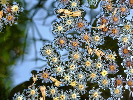 Bullet wood flowers floatingの素材