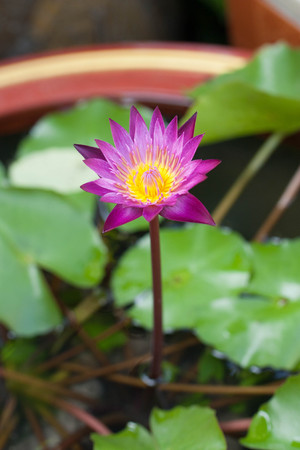 Purple Lotusの写真素材