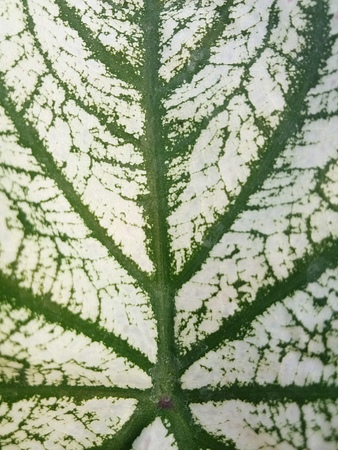 Leaves Multi colorの写真素材