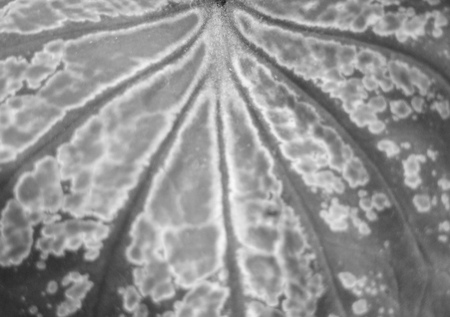 Leaves Multi colorの写真素材