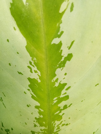 Leaves Multi colorの写真素材