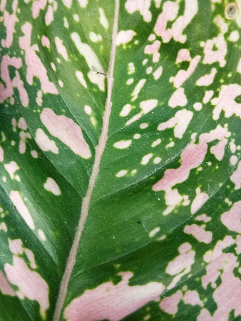 Leaves Multi colorの写真素材