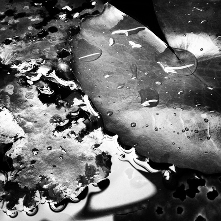 Lotus leafの素材