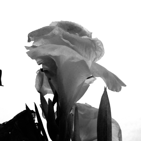 Flower on white backgroundの素材