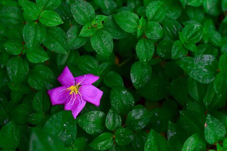 Outstanding purple flower among green leavesの写真素材
