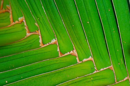 Zigzag texture on green leaf