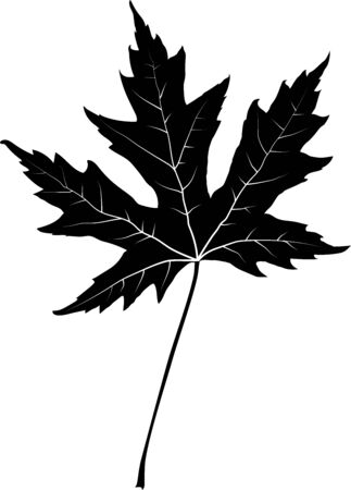 Black Vector Maple Leaf Silhouetteのイラスト素材