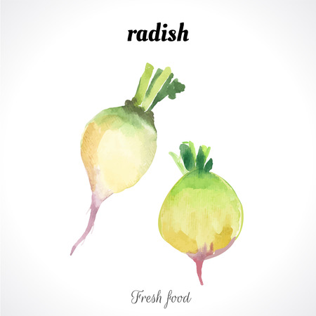 Watercolor illustration of a painting technique. Fresh organic food. Provencal style. Radish.のイラスト素材