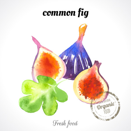 Watercolor common fig. Provencal style. Recent watercolor paintings of organic food. Fresh exotic fruit.のイラスト素材