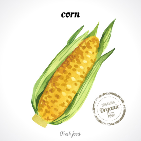 Watercolor corn. Provencal style. Recent watercolor paintings of organic food.のイラスト素材