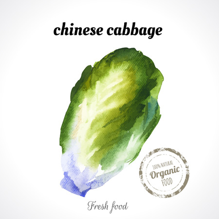 Watercolor chinese cabbage. Provencal style. Recent watercolor paintings of organic food. Fresh vegetables.のイラスト素材