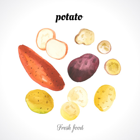 Watercolor illustration of a painting technique. Fresh organic food. Provencal style. Different varieties of potatoes. Set of vegetables.のイラスト素材