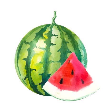 Watercolor illustration of a painting technique. Fresh organic food. Watermelon.のイラスト素材