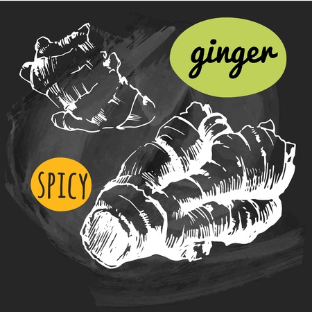 Outline drawing ginger root. Seasoning for food. Restaurant Design.のイラスト素材