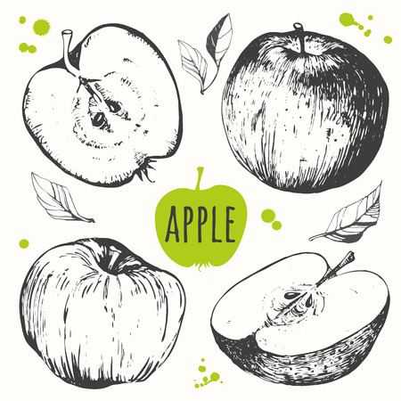 Vector illustration with sketch fruit. Apple.のイラスト素材