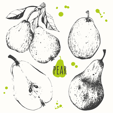Vector illustration with sketch fruit. Black and white.のイラスト素材