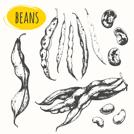 Fresh organic food. Vector illustration with sketch pods of asparagus. Black and white.のイラスト素材