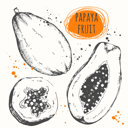 Vector illustration with sketch fruit. Black and white.のイラスト素材