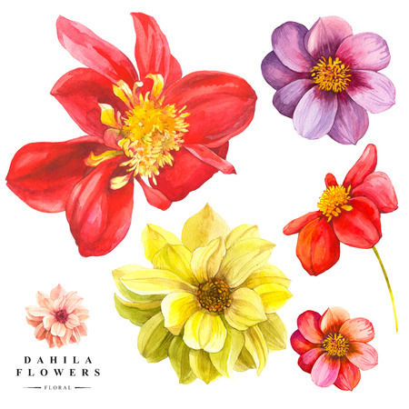 Watercolor collection of red and yellow dahlia flowers. Handmade painting on a white background.の写真素材