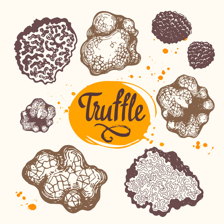 Vector illustration with set of mushrooms in sketch style. Hand-drawn truffle on white background. French delicatessen. Autumn forest harvest.のイラスト素材