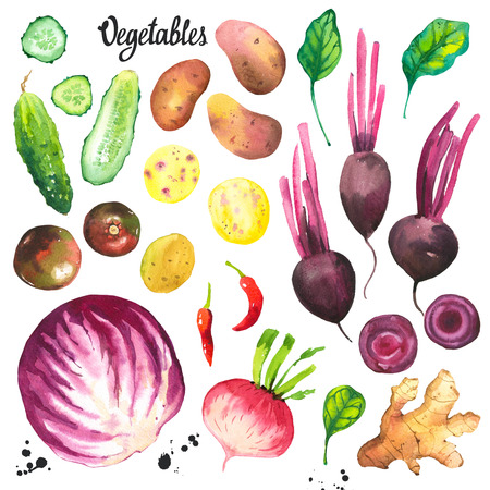 Watercolor illustration with farm grown illustrations. Vegetables set: turnip, radish, tomato, cabbage, ginger, potato, cucumber, spinach, peppers. Fresh organic food.の写真素材